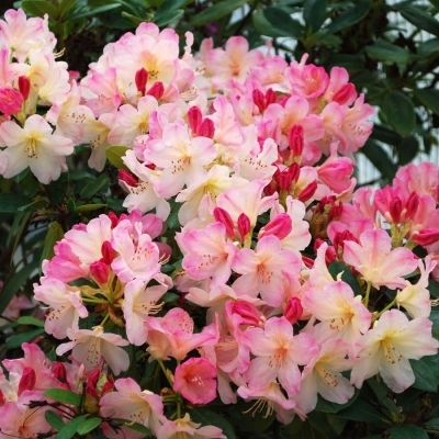 Рододендрон/Rhododendron