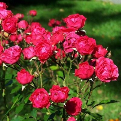 Розы полиантовые