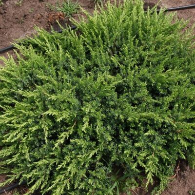 Можжевельник/Juniperus