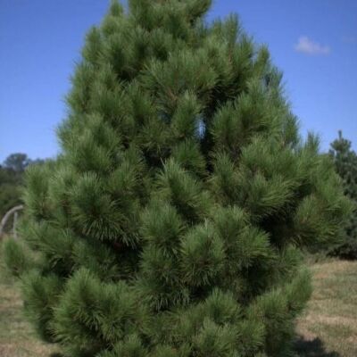 Сосна/Pinus