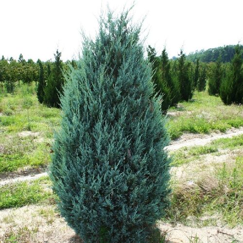 Можжевельник скальный Мунглоу/Juniperus scopulorum Moonglow 120-140 В/С35