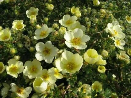 Лапчатка кустарниковая Примроуз Бьюти/Potentilla fruticosa Primrose Beauty 20-30 С3