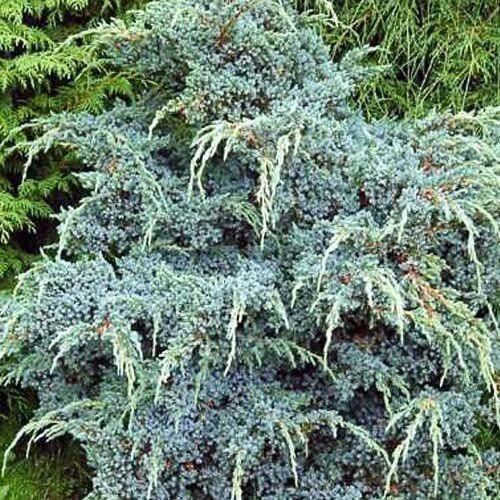 Можжевельник чешуйчатый Мейери/Juniperus squamata Meyeri 60-80 С15