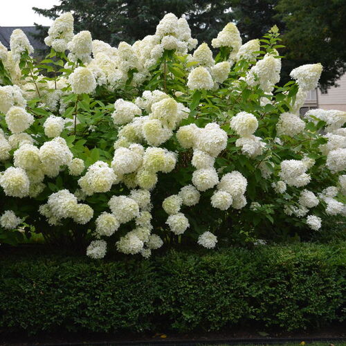 Гортензия метельчатая Грандифлора/Hydrangea paniculata Grandiflora 80-100 С20