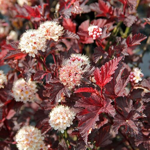 Пузыреплодник калинолистный Ред Барон/Physocarpus opulifolius Red Baron 40-60 С7,5