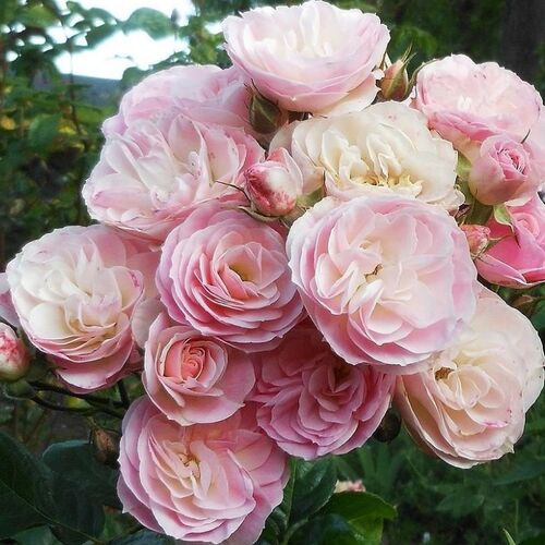 Роза шраб Букет Парфе/Bouquet Parfait (Р)