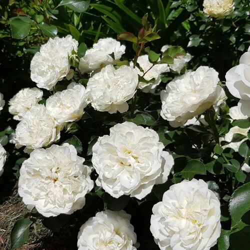 Роза шраб Бланк Мейяндекор/Blanc Meillandecor (Р)