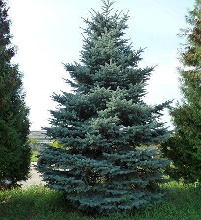 Ель колючая/Picea pungens 80-100 С7,5/С10