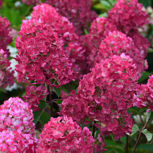 Гортензия метельчатая Самарская Лидия/Hydrangea paniculata Samarskya Lydia 60-80 С10