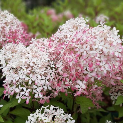 Гортензия метельчатая Роял Флауэр/Hydrangea paniculata Royal Flower 40-60 С20