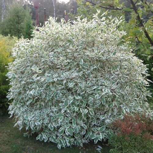 Дерен белый Сибирика Вариегата/Cornus alba Sibirica Variegata 20-30 С2