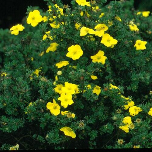 Лапчатка кустарниковая Коболд/Potentilla fruticosa Kobold 20-30 C2