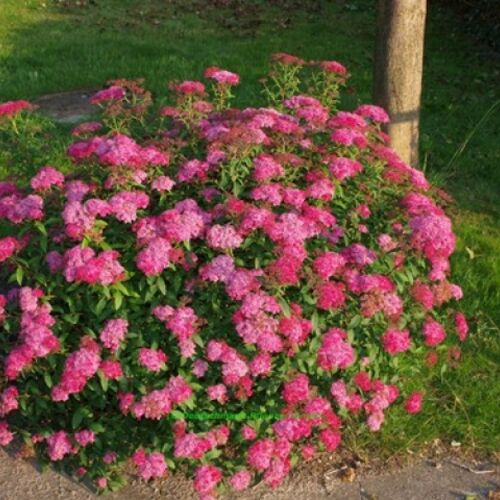 Спирея японская Дартс Ред/Spiraea japonica Dart's Red 30-40 С2/С3