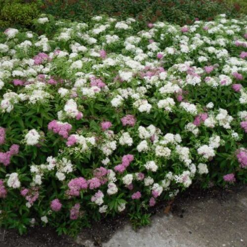 Спирея японская Дженпей /Spiraea japonica Genpei 20-40 С3