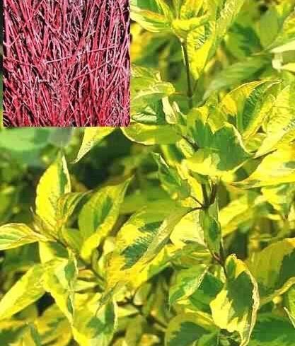 Дерен белый Шпети/Cornus alba Speathii 70-90 C5