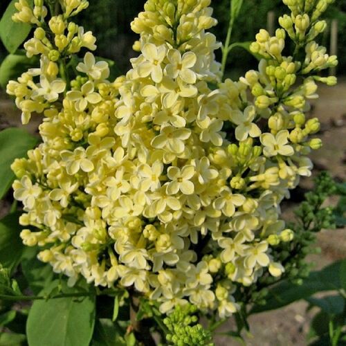 Сирень обыкновенная Примроуз/Syringa vulgaris Primrose 20-30 С5