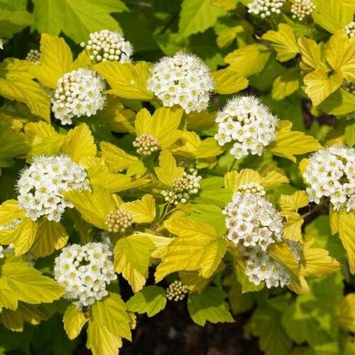 Пузыреплодник калинолистный Дартс Голд/Physocarpus opulifolius Dart’s Gold 40-60 С5