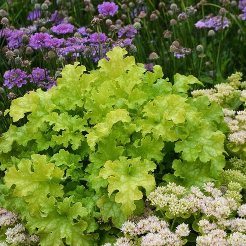 Гейхера гибридная Лайм Руфлс/Heuchera hybrid Lime Ruffles Р1,5