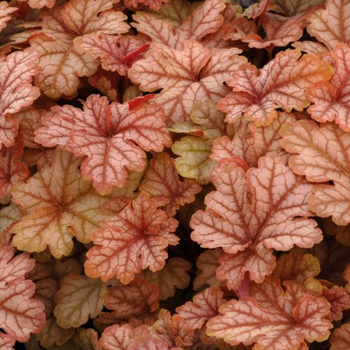 Гейхера гибридная Хани Роуз/Heuchera hybrid Honey Rose Р1,5