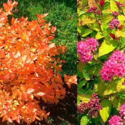 Спирея японская Файрлайт/Spiraea japonica Firelight 20-40 C3