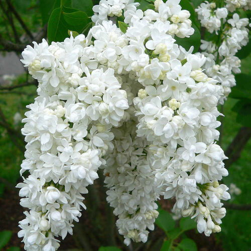 Сирень обыкновенная Мисс Элен Вильмонт/Syringa vulgaris Miss Ellen Wilmont 100-125 С7,5