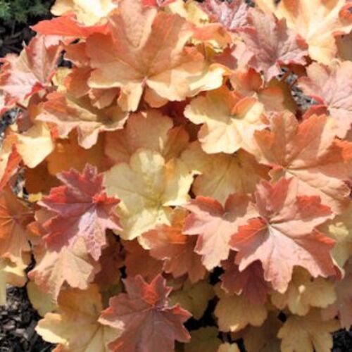 Гейхера гибридная Мега Карамель/Heuchera hybrid Mega Caramel Р1,5