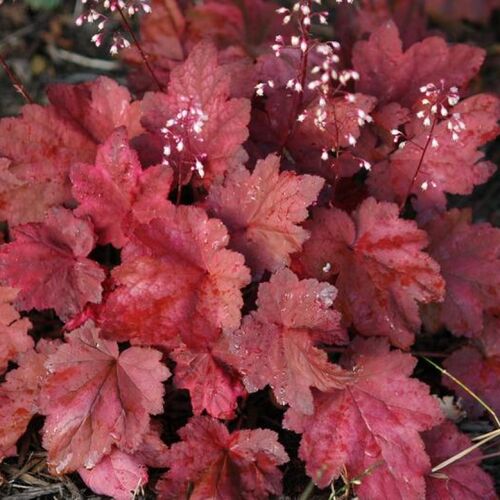 Гейхера гибридная Отум Ливз/Heuchera hybrid Autumn Leaves С0,8-С1