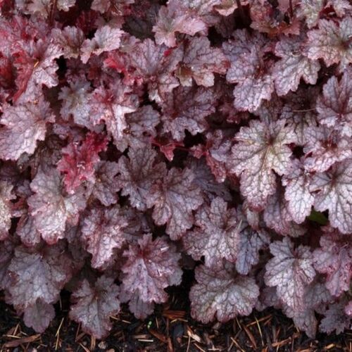 Гейхера гибридная Плам Паддинг/Heuchera hybrid Plum Pudding С0,8-С1