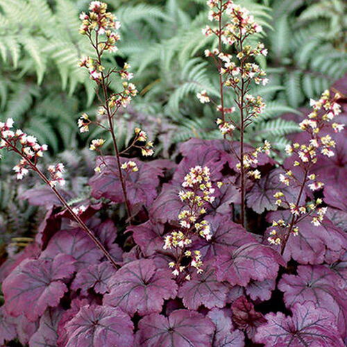 Гейхера гибридная Плам Роял/Heuchera hibrid Plum Royale  С0,8-С1