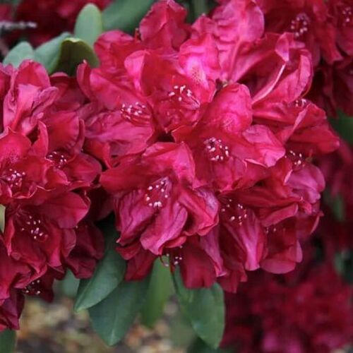 Рододендрон гибридный Франческа/Rhododendron hybrid Francesca С5