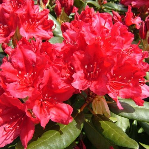 Рододендрон гибридный Хахманс Фойершайн/Rhododendron hybrid Hachmann's Feuerschein С3