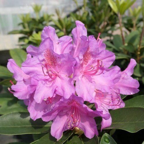 Рододендрон гибридный Пинк Пёрпл Дрим/Rhododendron hybrid Pink Purple Dream С5