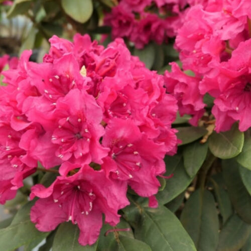 Рододендрон гибридный Дабл Кисс/Rhododendron hybrid Double Kiss С5