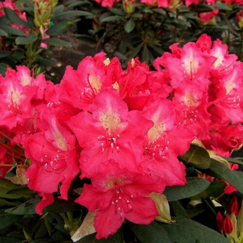 Рододендрон гибридный Ян III Собески/Rhododendron hybrid Jan III Sobieski/Royal Amaranth С5