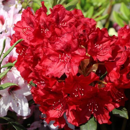 Рододендрон гибридный Эрато/Rhododendron hybrid Erato С5