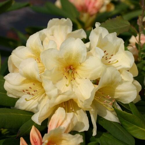 Рододендрон гибридный Карибия/Rhododendron hybrid Кaribia С3