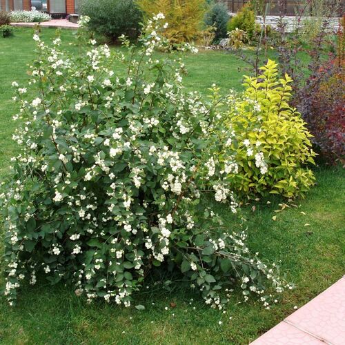 Снежноягодник доренбоза Вайт Хедж/Symphoricarpos doorenbosii White Hedge 40-60 С3