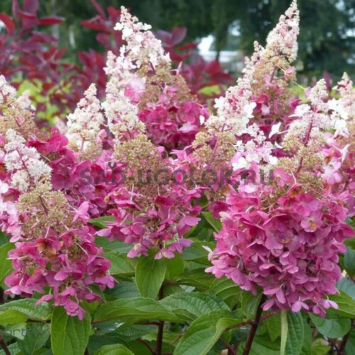 Гортензия метельчатая Конфетти/Hydrangea paniculata Confetti 40-60 С10