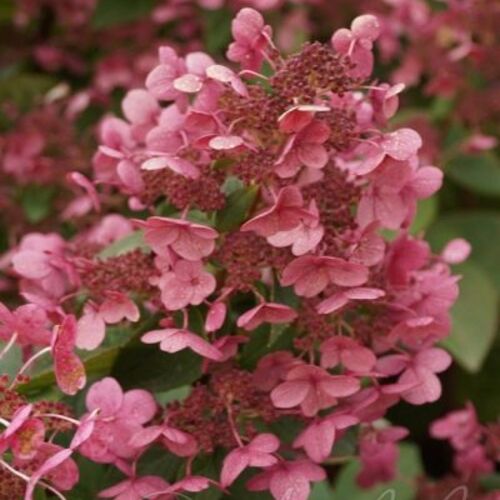 Гортензия метельчатая Эрли Сенсейшн/Hydrangea paniculata Early Sensation 40-60 С10