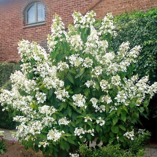 Гортензия метельчатая Левана/Hydrangea paniculata Levana 40-60 С7,5