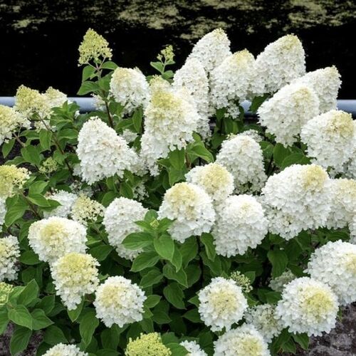 Гортензия метельчатая Шугар Раш/Hydrangea paniculata Sugar Rush С3