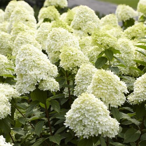 Гортензия метельчатая Саммер Сноу/Hydrangea paniculata Summer Snow С3