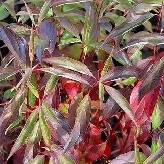 Дерен белый Рэд Гном/Cornus alba Red Gnom 40-60 С7,5