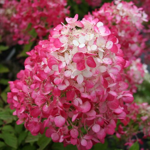 Гортензия метельчатая Диамант Руж/Hydrangea paniculata Diamant Rouge С3