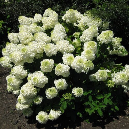 Гортензия метельчатая Литл Лайм/Hydrangea paniculata Little Lime 40-60 С15/С20