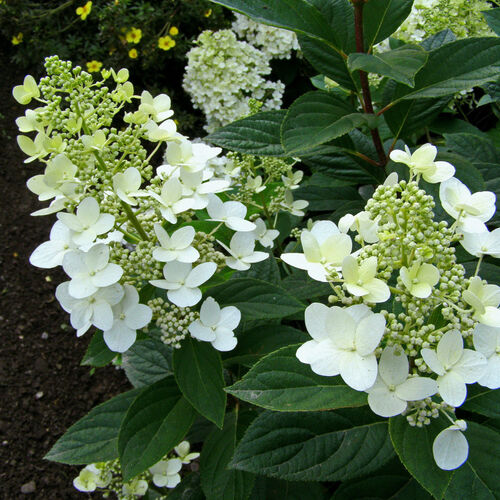 Гортензия метельчатая Матильда/Hydrangea paniculata Mathilde 30-40 С3