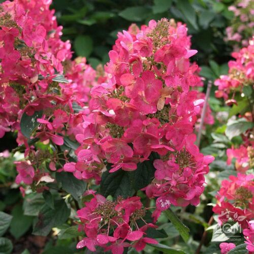 Гортензия метельчатая Мэджикал Фаер/Hydrangea paniculata Magical Fire 50-60 С7,5