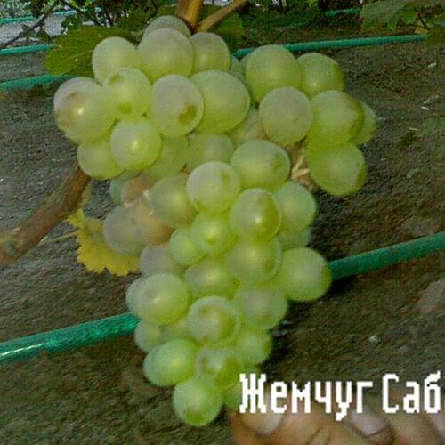 Виноград Жемчуг Саба