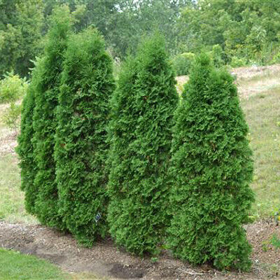 Туя западная Пирамидалис Компакта/Thuja occidentalis Pyramidalis Compacta 100-120 С7,5