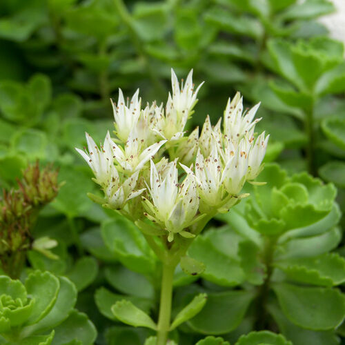 Очиток супротивнолистный/Sedum oppositifolium Р9